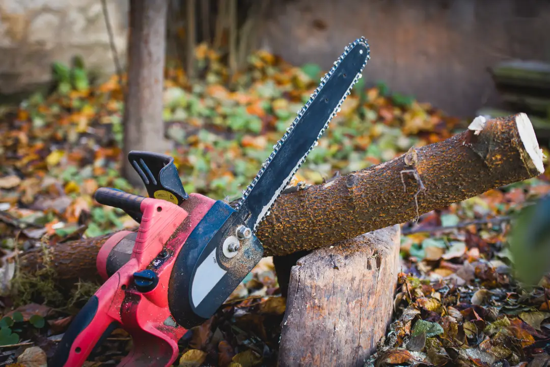 Professional Tree Company in Phoenix AZ