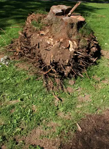 Tree Stump Removal